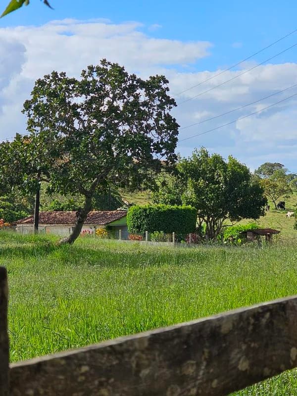 Foto 5 de 10: Area Rural em leilão em Cícero Dantas - BA — IMÓVEL RURAL Em CÍCERO DANTAS/BA