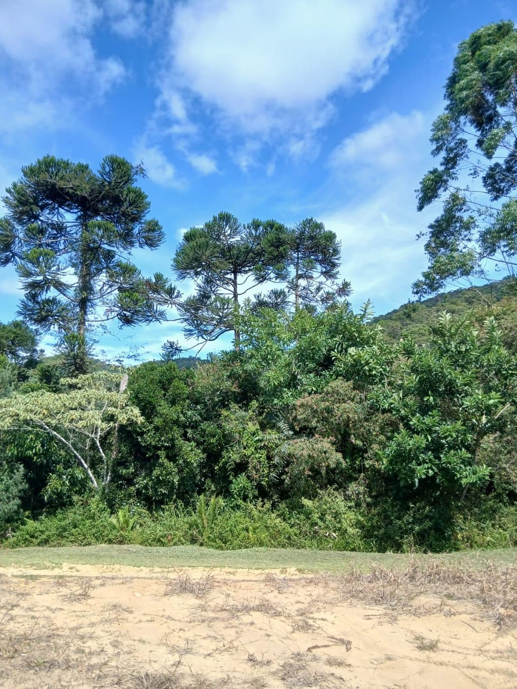 Foto 10 de 11: Area Rural em leilão em Anitápolis - SC, bairro Vila Nas Montanhas — IMÓVEL RURAL COM ÁREA TOTAL DE 20.000,00 M2 EM ANITÁPOLIS-SC