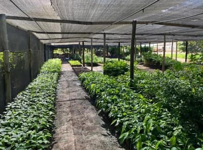 Comercial em leilão em Posse - GO — IMÓVEIS RESIDENCIAL, COMERCIAL E RURAL | POSSE/GO