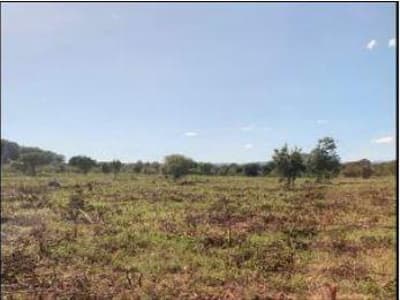 Foto 3 de 6: Area Rural em leilão em Alvorada Do Norte - GO — FAZENDA RANCHARIA, 773.43,17HA - ALVORADA DO NORTE/GO - EXPLORAÇÃO PARA AGROPECUÁRIA