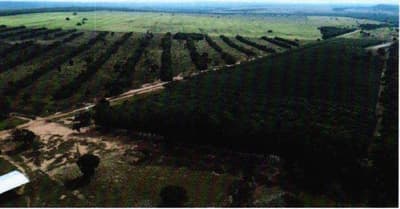 Foto 2 de 13: Area Rural em leilão em Coxim - MS, bairro Rio Verde de Mato Grosso — IMÓVEL RURAL | A.T. 62 HA - Fazenda Caracol | RIO VERDE DE MATO GROSSO/MS.