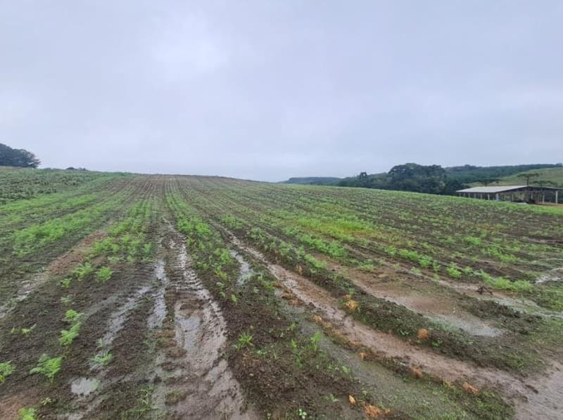 Foto 17 de 25: Area Rural em leilão em Correia Pinto - SC — IMÓVEL RURAL COM ÁREA TOTAL DE 121.000M² - CORREIA PINTO/SC