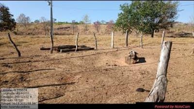 Foto 2 de 7: Area Rural em leilão em Dois Irmãos Do Tocantins - TO — IMÓVEL RURAL | A.T.45,97 HA FAZ. GALILEIA PECUÁRIA | DOIS IRMÃOS DO TOCANTINS/TO