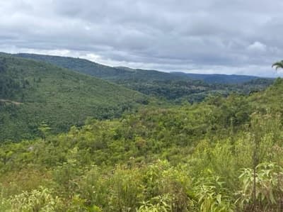 Foto 3 de 6: Area Rural em leilão em Vacaria - RS — PARTE IDEAL (70%) PERTECENTE A MASSA FALIDA GEO FOREST, área de terras com 338.000m², Vacaria/RS