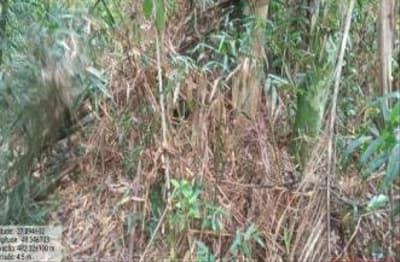 Foto 6 de 7: Terreno em leilão em Apiúna - SC — TERRENO RURAL COM ÁREA DE 16,135 HA, EM APÍUNA-SC