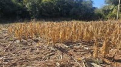 Foto 5 de 10: Imóvel em leilão em Erval Seco - RS — IMÓVEL URBANO COM ÁREA TOTAL DE 2.500,00 m² - SEBERI/RS