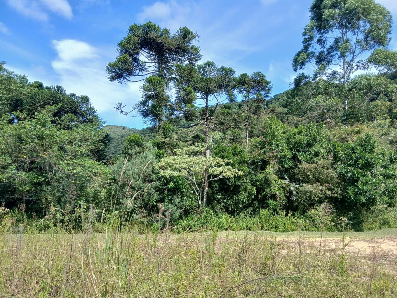 Foto 5 de 11: Area Rural em leilão em Anitápolis - SC, bairro Vila Nas Montanhas — IMÓVEL RURAL COM ÁREA TOTAL DE 20.000,00 M2 EM ANITÁPOLIS-SC