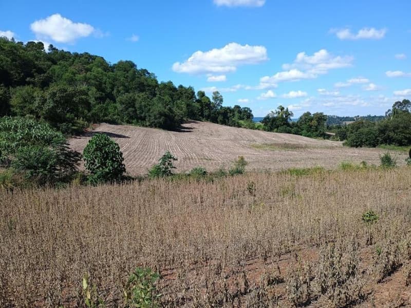 Foto 8 de 8: Area Rural em leilão em Porto Lucena - RS — IMÓVEL RURAL COM ÁREA DE 100,000m² - PORTO LUCENA/RS