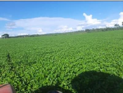 Foto 5 de 5: Area Rural em leilão em Nova Bandeirantes - MT — IMÓVEL RURAL | 31,5324 HA - ESTÂNCIA SOL NASCENTE | NOVA BANDEIRANTES/MT