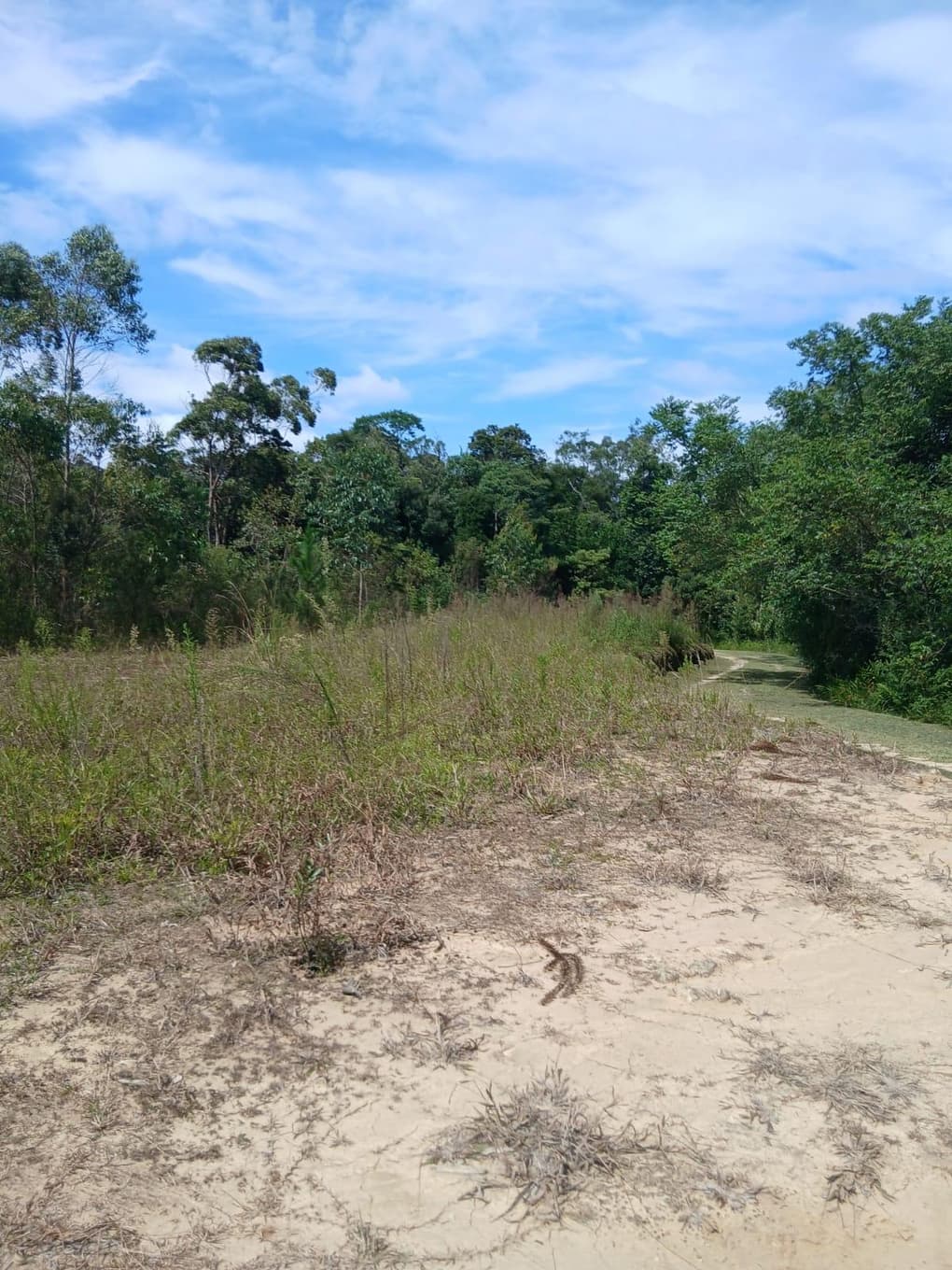Foto 8 de 11: Area Rural em leilão em Anitápolis - SC, bairro Vila Nas Montanhas — IMÓVEL RURAL COM ÁREA TOTAL DE 20.000,00 M2 EM ANITÁPOLIS-SC