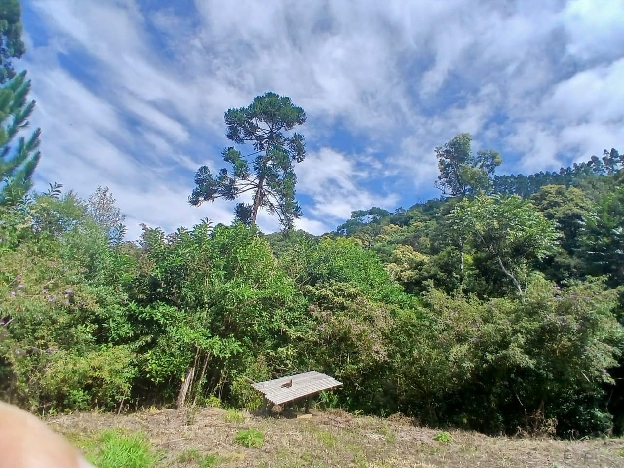 Foto 8 de 18: Area Rural em leilão em Anitápolis - SC — IMÓVEL RURAL COM ÁREA TOTAL DE 30.704,71m². EM ANITÁPOLIS-SC