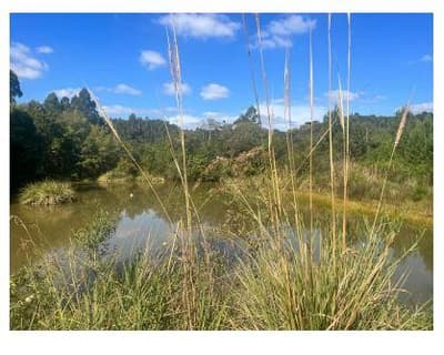 Foto 6 de 7: Terreno em leilão em Mafra - SC — Terreno rural sem benfeitorias