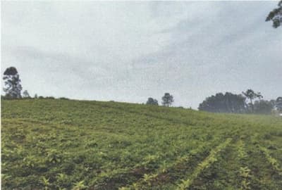 Foto 6 de 10: Area Rural em leilão em Imbuia - SC, bairro Interior — IMÓVEL RURAL COM ÁREA SUPERFICIAL DE 132.280,00M2 EM IMBUIA-SC