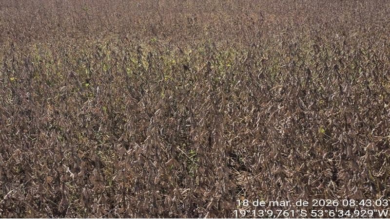 Foto 21 de 30: Area Rural em leilão em Paraíso Das Águas - MS — IMÓVEL RURAL | 400 HA (FRAÇÃO IDEAL) - FAZ. LOTE BAÚS PERDIDO I SECÇÃO B | PLANTIO PARA SOJA E MILHO | PARAÍSO DAS ÁGUAS/MS