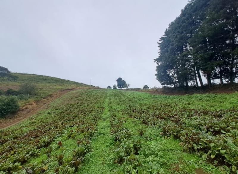 Foto 5 de 25: Area Rural em leilão em Correia Pinto - SC — IMÓVEL RURAL COM ÁREA TOTAL DE 121.000M² - CORREIA PINTO/SC
