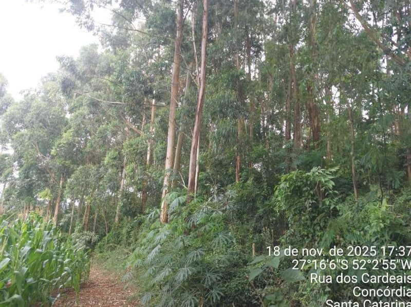 Foto 2 de 9: Terreno em leilão em Concórdia - SC — IMÓVEL RURAL COM ÁREA TOTAL DE 3,692993 hectares EM CONCÓRDIA DO OESTE-SC
