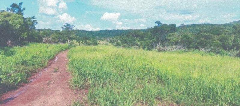 Foto 14 de 24: Area Rural em leilão em Alta Floresta D'oeste - RO — IMÓVEL RURAL | A.T 68,82 HA | ALTA FLORESTA DOESTE/RO