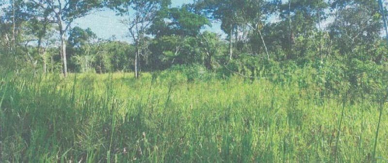 Foto 20 de 24: Area Rural em leilão em Alta Floresta D'oeste - RO — IMÓVEL RURAL | A.T 68,82 HA | ALTA FLORESTA DOESTE/RO