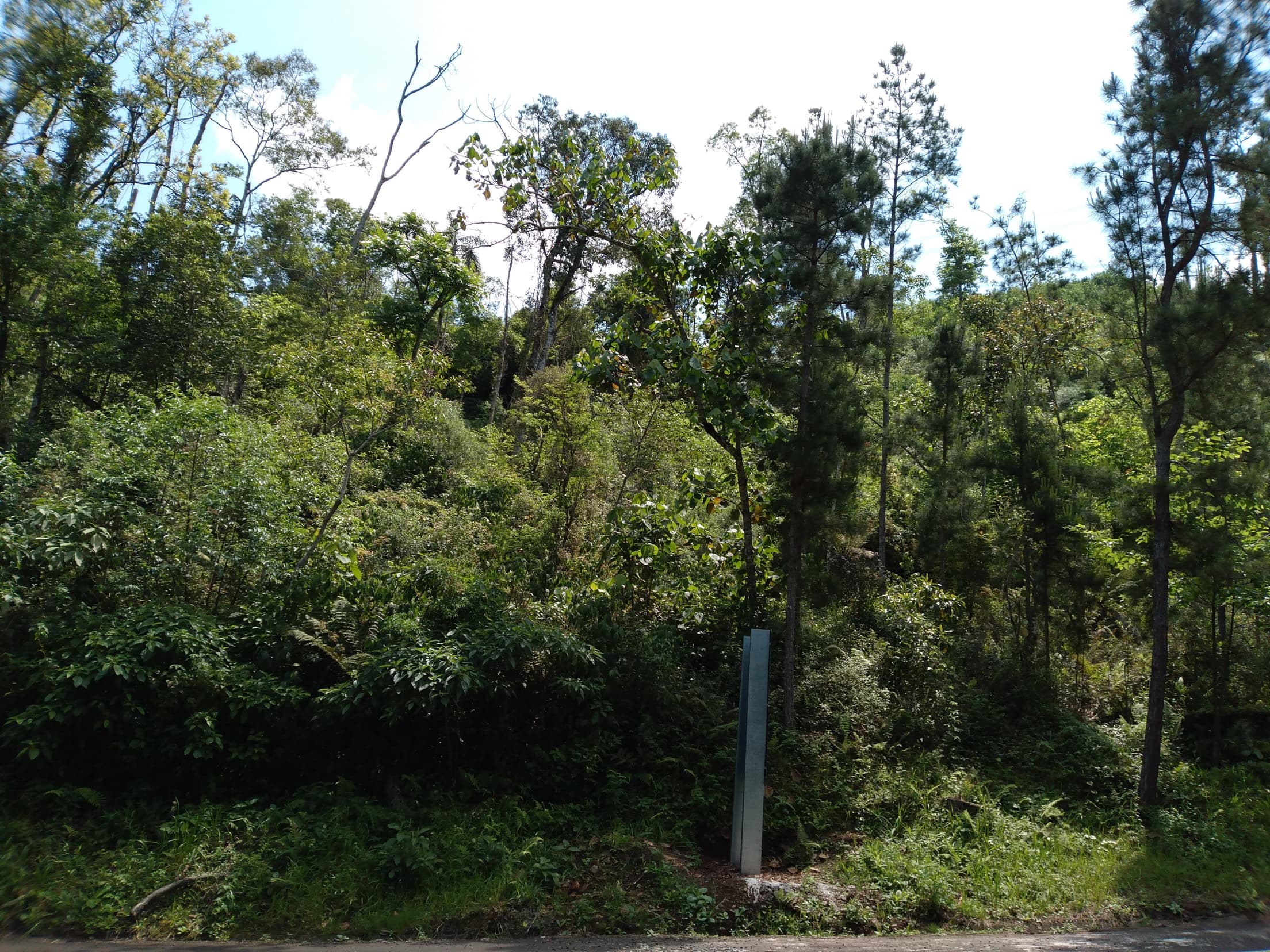 Foto 3 de 14: Terreno em leilão em Pinhão - PR — Terreno Rural 279.900m² Desocupado em Pinhão/PR