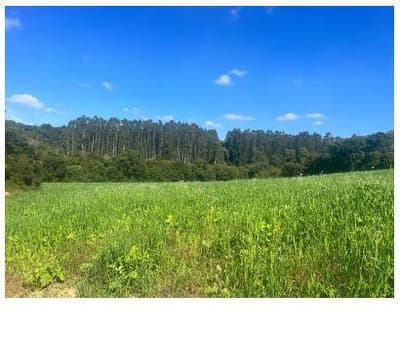 Foto 7 de 7: Terreno em leilão em Mafra - SC — Terreno rural sem benfeitorias
