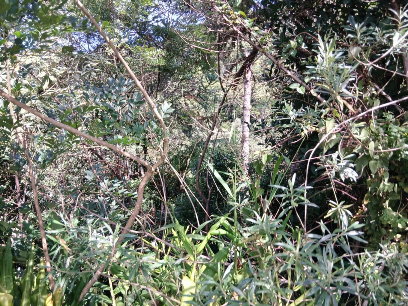 Foto 7 de 11: Area Rural em leilão em Anitápolis - SC, bairro Vila Nas Montanhas — IMÓVEL RURAL COM ÁREA TOTAL DE 20.000,00 M2 EM ANITÁPOLIS-SC