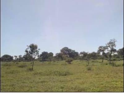 Foto 5 de 6: Area Rural em leilão em Alvorada Do Norte - GO — FAZENDA RANCHARIA, 773.43,17HA - ALVORADA DO NORTE/GO - EXPLORAÇÃO PARA AGROPECUÁRIA