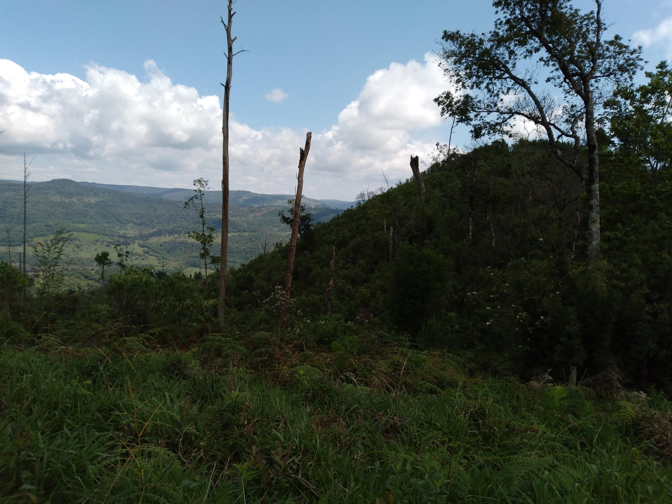 Foto 10 de 14: Terreno em leilão em Pinhão - PR — Terreno Rural 279.900m² Desocupado em Pinhão/PR