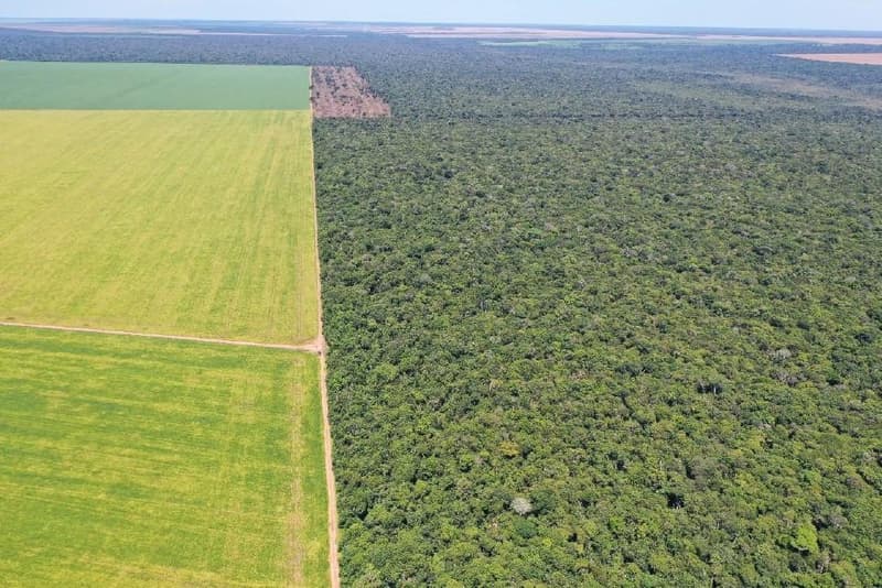 Foto 2 de 4: Area Rural em leilão em Gaúcha Do Norte - MT — Fazenda Rancho Alegre 501ha | Gaúcha do Norte-MT |Próxima ao Ribeirão Kevualeli