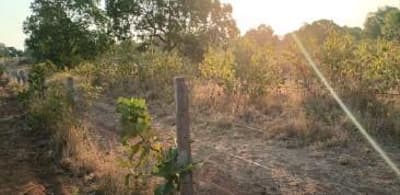 Foto 8 de 8: Area Rural em leilão em Dois Irmãos Do Tocantins - TO — IMÓVEL RURAL | 144,57,04HA | FAZ. PIONEIRA I EM DOIS IRMÃO DO TOCANTINS/TO - EXPLORAÇÃO DE AGROPECUÁRIA