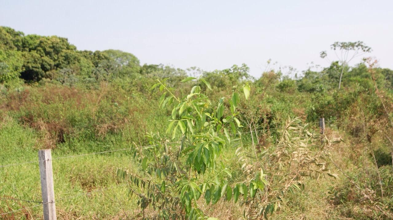 Foto 3 de 18: Terreno em leilão em Cáceres - MT — Terreno com 9.987m², Desocupado no Panorama em Cáceres/MT