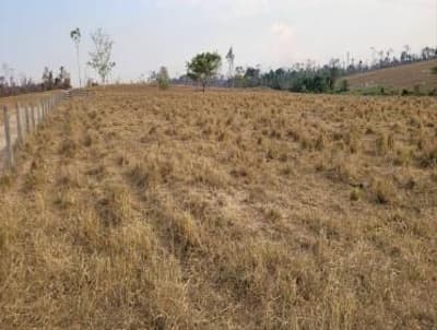 Foto 3 de 7: Area Rural em leilão em Nova Bandeirantes - MT — IMÓVEL RURAL | 202,1749 HA - FAZ. BOM SUCESSO GLEBA B | NOVA BANDEIRANTES/MT