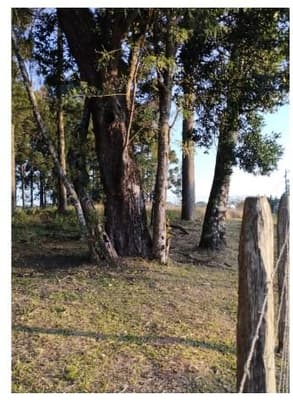 Foto 4 de 10: Terreno em leilão em Curitiba - PR, bairro Umbará — Terreno com área de 110.260,75m² localizado no bairro Umbará em Curitiba - Paraná