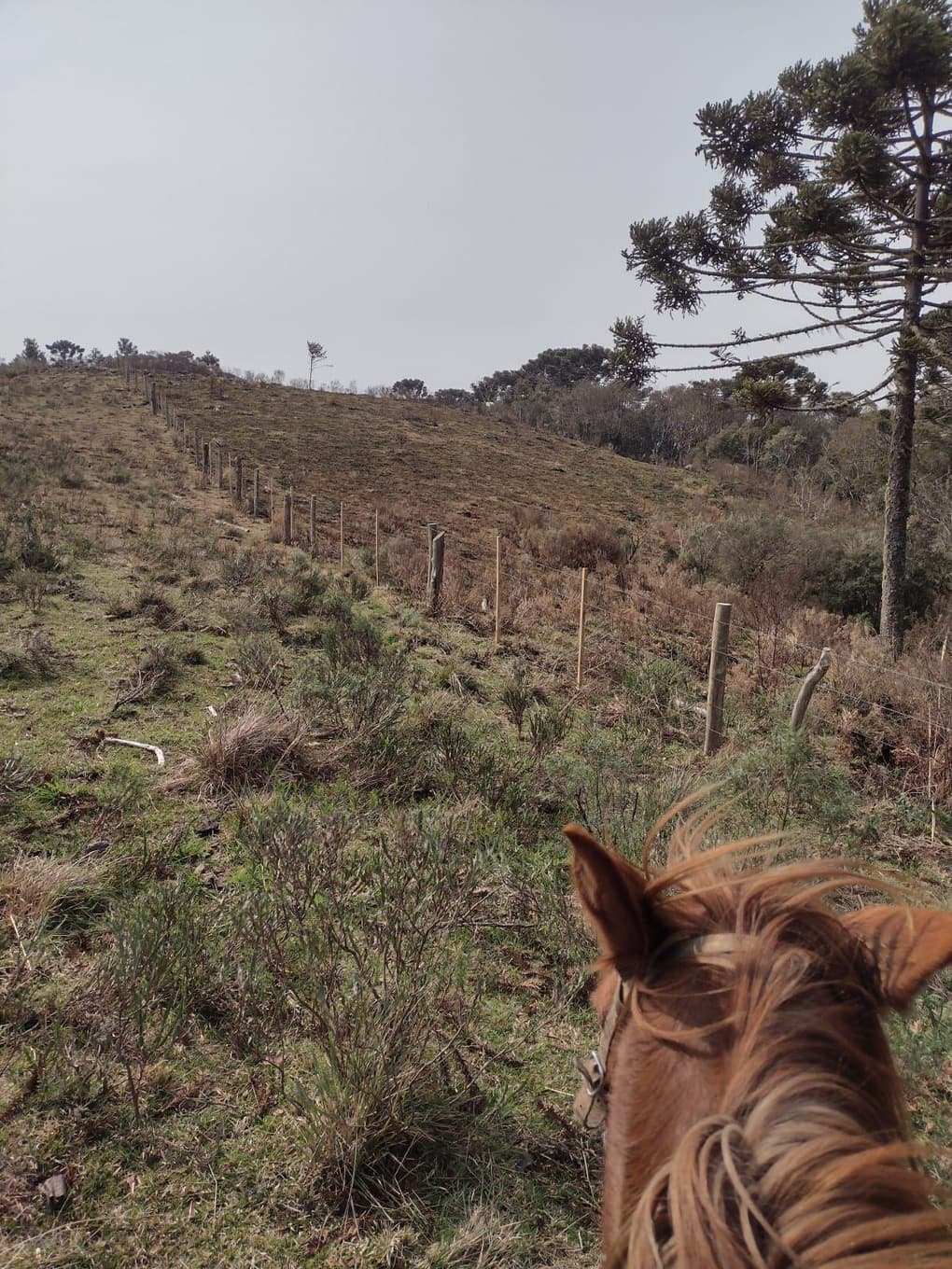 Foto 5 de 9: Area Rural em leilão em São José Dos Ausentes - RS — GLEBA DE TERRAS DE 20 ha LOCALIZADO EM SÃO JOSÉ DOS AUSENTES /RS - SEM BENFEITORIAS - MATRICULA 9.797
