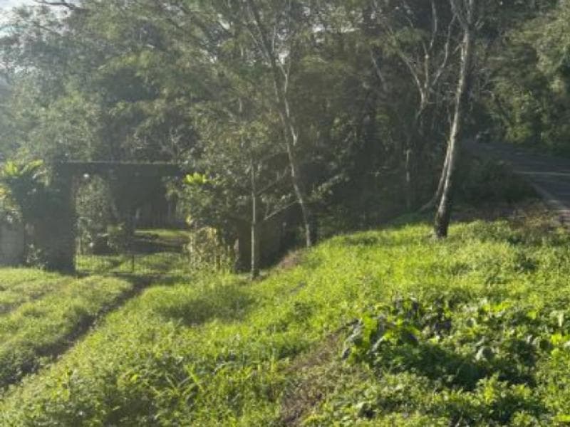 Foto 3 de 12: Area Rural em leilão em Igrejinha - RS, bairro Morro Mico — Chacara_Sitio, 3.3 ha, Igrejinha / RS