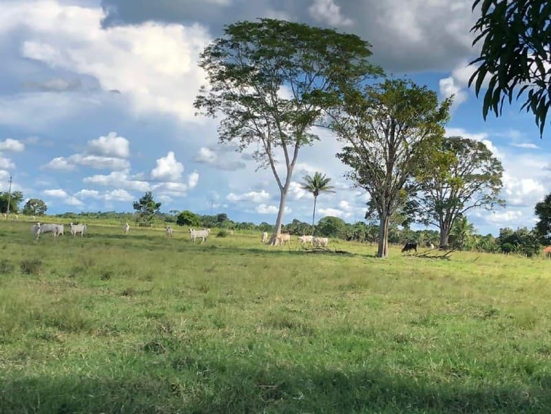 Foto 9 de 10: Area Rural em leilão em Colorado Do Oeste - RO — IMÓVEL RURAL | GLEBA 34 | 45,7370HA - COLORADO DO OESTE/RO