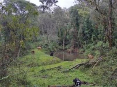 Foto 17 de 24: Area Rural em leilão em Correia Pinto - SC — IMÓVEL RURAL COM ÁREA TOTAL DE 122.223m² - CORREIA PINTO/SC