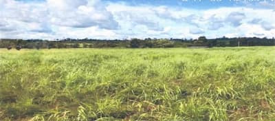 Foto 1 de 7: Area Rural em leilão em Novo Horizonte Do Oeste - RO — IMÓVEL RURAL AT. 85,3452HA, GLEBA BOM PRINCÍPIO EM NOVO HORIZONTE D'OESTE-RO