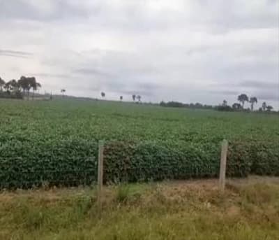 Foto 4 de 5: Area Rural em leilão em Nova Bandeirantes - MT — IMÓVEL RURAL | 31,5324 HA - ESTÂNCIA SOL NASCENTE | NOVA BANDEIRANTES/MT