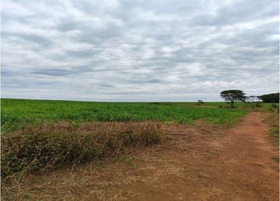 Foto 1 de 4: Area Rural em leilão em Amorinópolis - GO — IMÓVEL RURAL | A.T. 41,99 HA - FAZENDA BEBEDOURO (AGRICULTURA) | AMORINÓPOLIS/GO