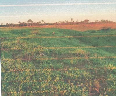 Foto 9 de 13: Area Rural em leilão em Alto Alegre Dos Parecis - RO — IMÓVEL RURAL | A.T 26,44 HA | ALTO ALEGRE DOS PARECIS, COMARCA DE SANTA LUZIA D'OESTE/RO