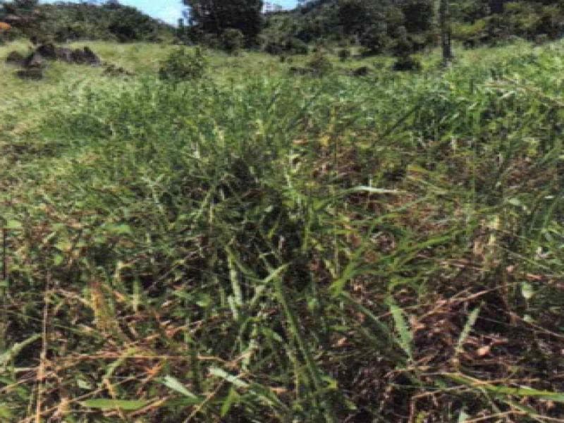 Foto 3 de 6: Area Rural em leilão em Ministro Andreazza - RO — Fazenda, 33.2 ha, Ministro Andreazza / RO