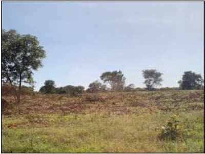 Foto 2 de 6: Area Rural em leilão em Alvorada Do Norte - GO — FAZENDA RANCHARIA, 773.43,17HA - ALVORADA DO NORTE/GO - EXPLORAÇÃO PARA AGROPECUÁRIA