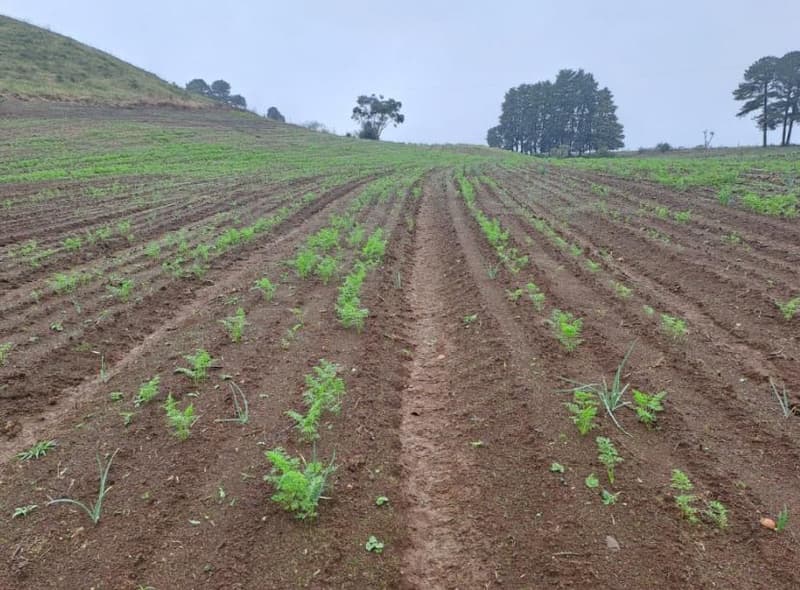 Foto 10 de 25: Area Rural em leilão em Correia Pinto - SC — IMÓVEL RURAL COM ÁREA TOTAL DE 121.000M² - CORREIA PINTO/SC