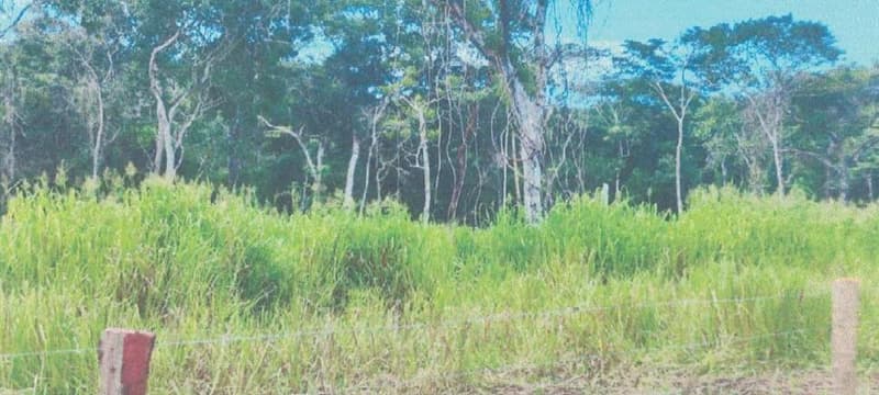 Foto 12 de 24: Area Rural em leilão em Alta Floresta D'oeste - RO — IMÓVEL RURAL | A.T 68,82 HA | ALTA FLORESTA DOESTE/RO