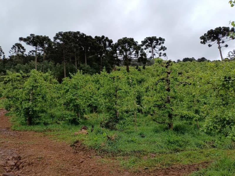Foto 15 de 16: Area Rural em leilão em São Joaquim - SC — IMÓVEL RURAL COM ÁREA SUPERFICIAL DE 67.085,02 m² EM SÃO JOAQUIM-SC