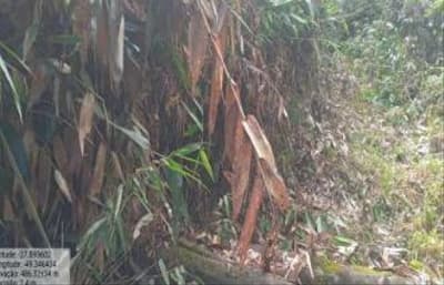 Foto 3 de 7: Terreno em leilão em Apiúna - SC — TERRENO RURAL COM ÁREA DE 16,135 HA, EM APÍUNA-SC