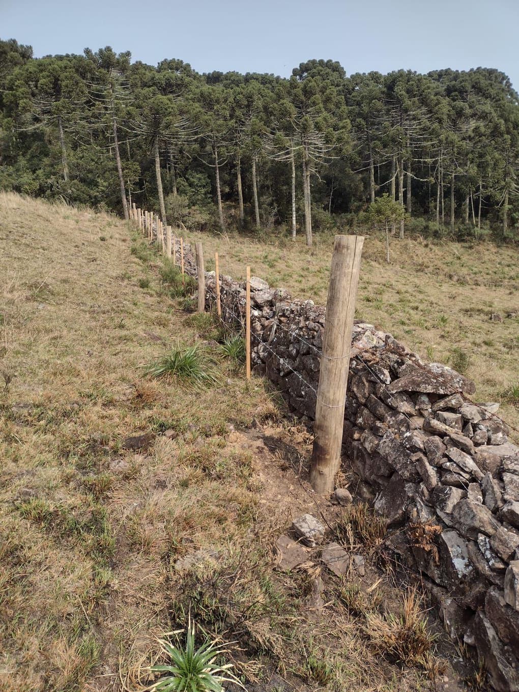 Foto 4 de 9: Area Rural em leilão em São José Dos Ausentes - RS — GLEBA DE TERRAS DE 20 ha LOCALIZADO EM SÃO JOSÉ DOS AUSENTES /RS - SEM BENFEITORIAS - MATRICULA 9.797