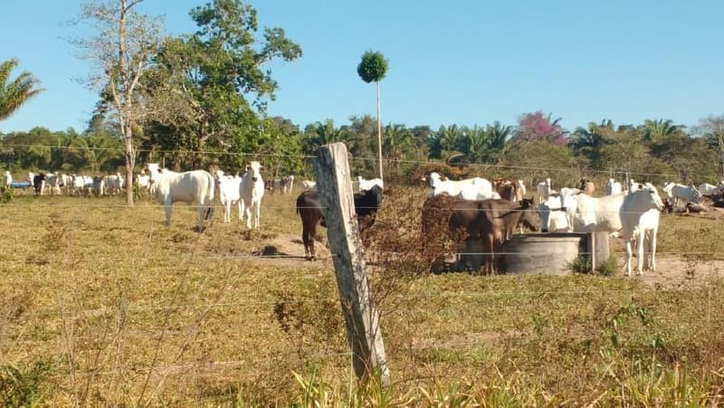 Foto 2 de 6: Area Rural em leilão em Vilhena - RO — IMÓVEL RURAL | 46,7273 HA - SETOR RIO VERMELHO - PECUÁRIA | VILHENA/RO