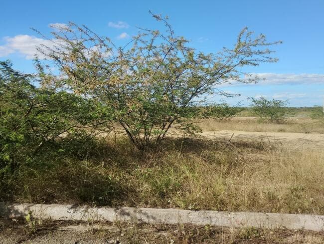 Foto 3 de 3: Terreno em leilão em Feira De Santana - BA, bairro Asa Branca — Lote Nº 56, Quadra "c" - Parque Progresso