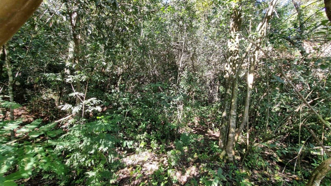 Foto 9 de 38: Terreno em leilão em Novo Hamburgo - RS, bairro Roselândia — TERRENO DE 7.341,87m² FRENTE PARA A BR 116 EM NOVO HAMBURGO/RS
